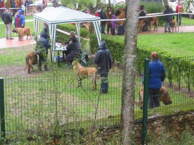 Cluny, Leonberg Dog Show.